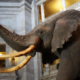 elephant-in-museum-SBI-300269960