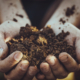 Gardener with dirt for planting. Spring garden. Plant seedling in farmers hands.