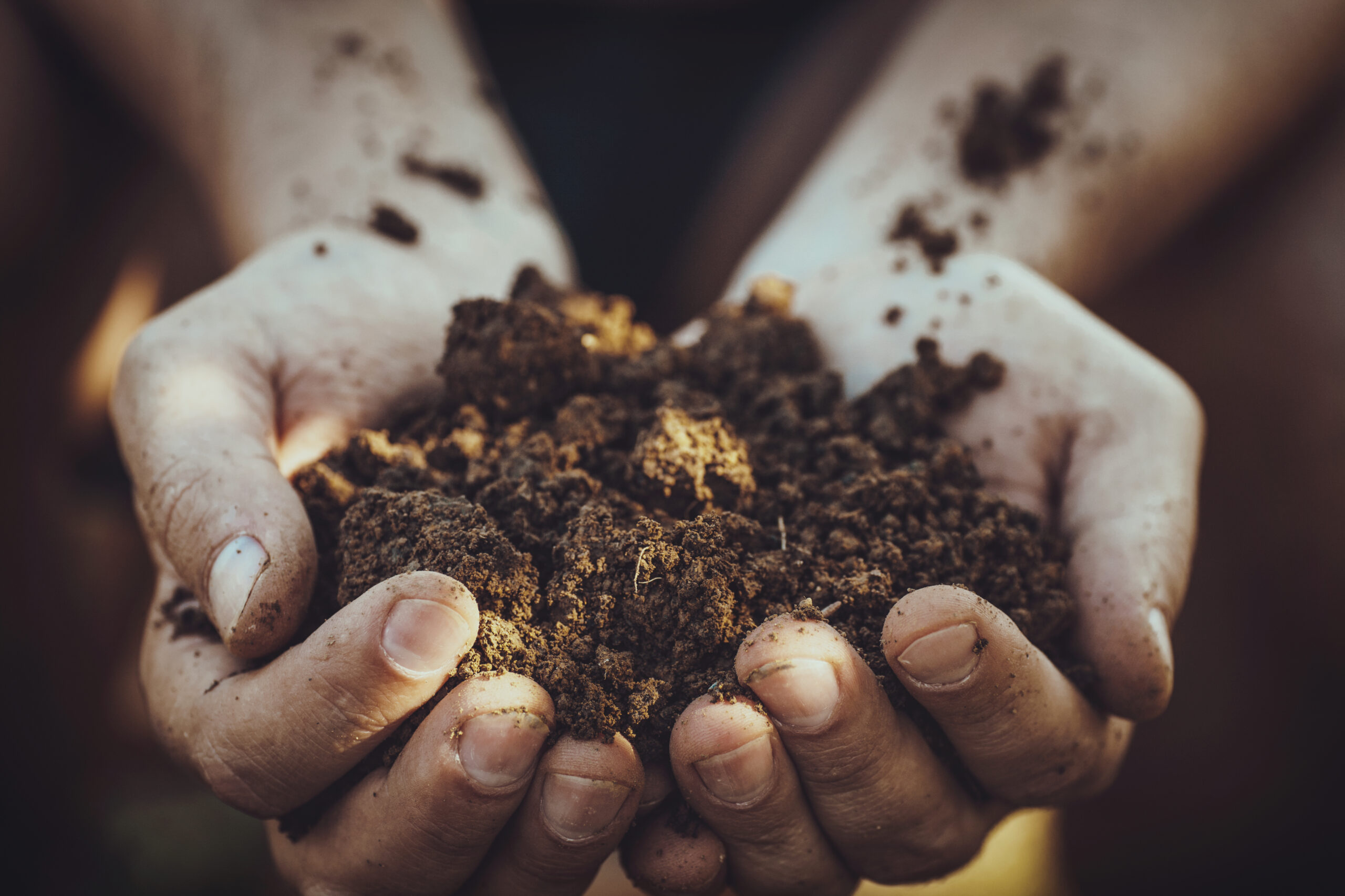 Gardener with dirt for planting. Spring garden. Plant seedling in farmers hands.