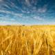 Field of Golden wheat under the blue sky and clouds