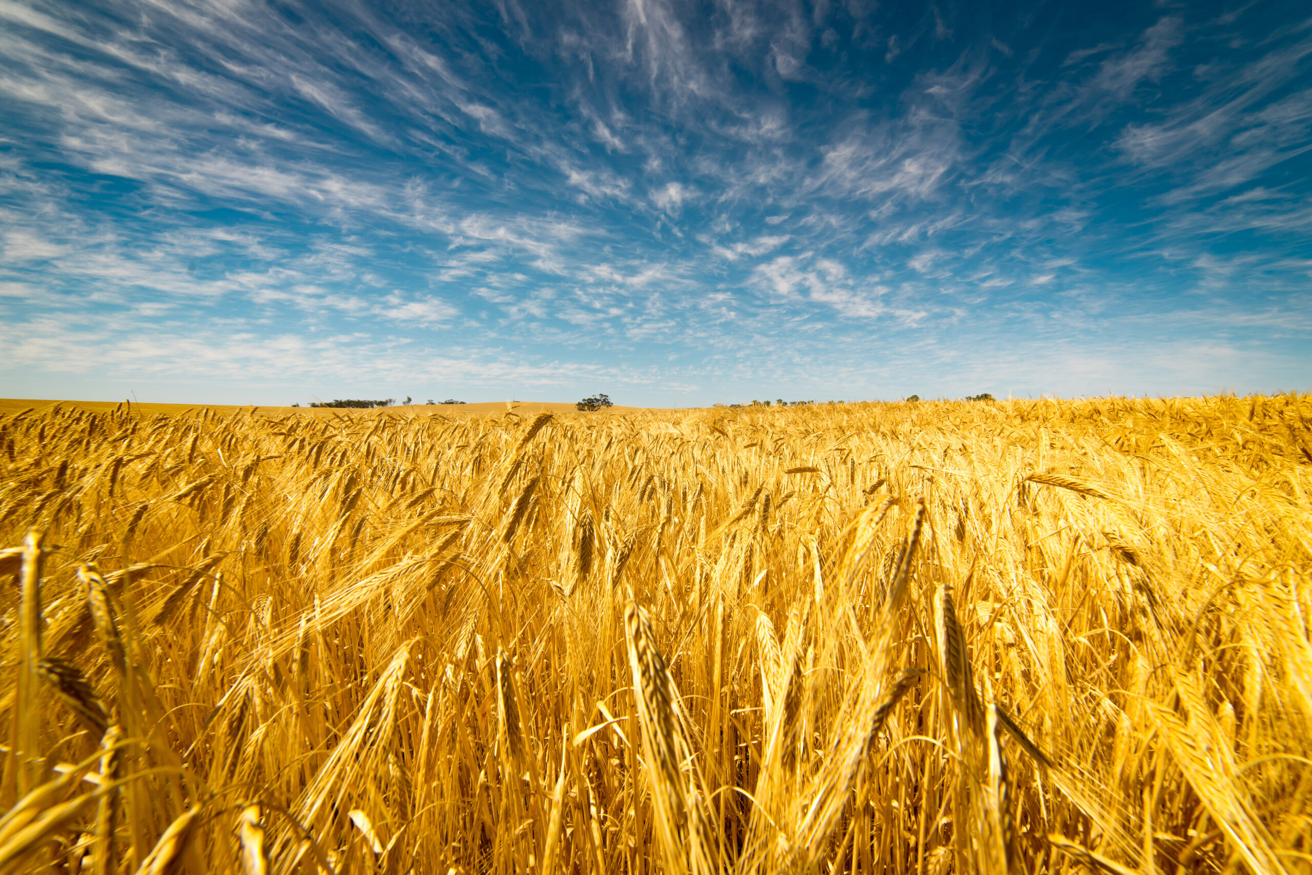 Field of Golden wheat under the blue sky and clouds