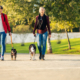 Photo with copy space of a couple walking dogs in a park