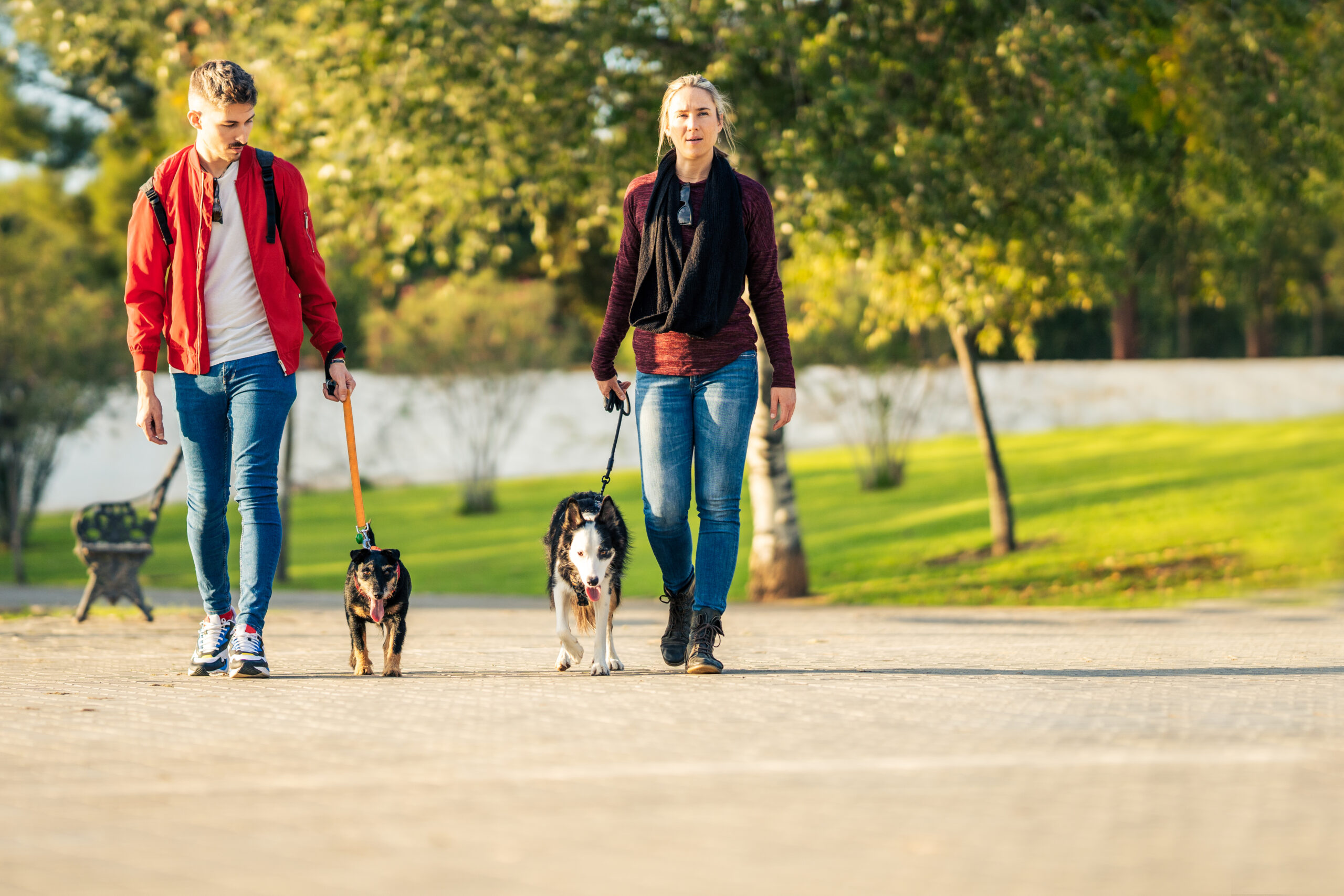 Photo with copy space of a couple walking dogs in a park