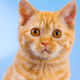 Portrait of red British Shorthair kitten