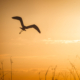 a crane in flight in silohouette