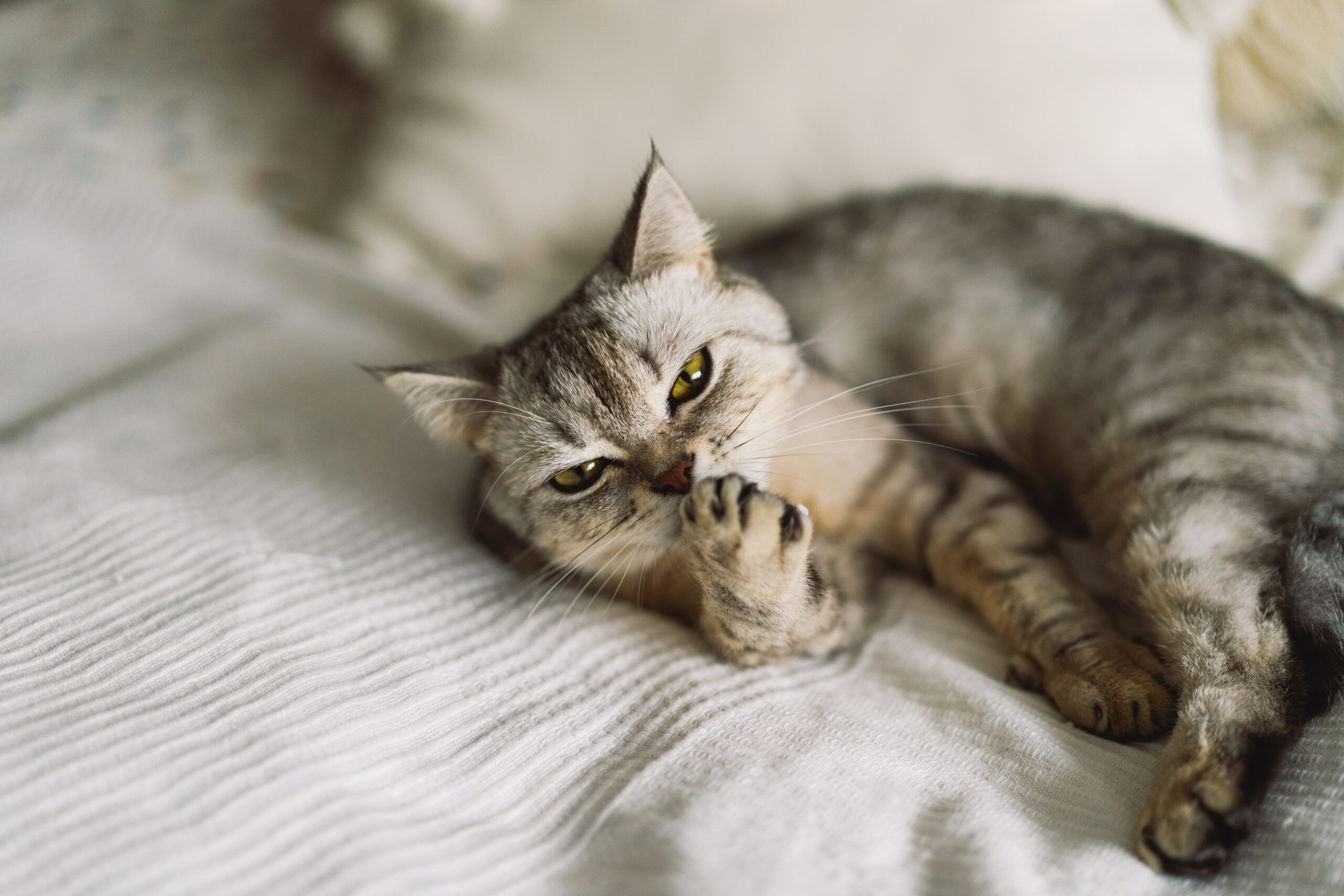 Scottish Straight Cute Cat Portrait. Happy Pet. Gray Scottish Straight cat sleeping. Portrait of a beautiful cat