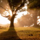 Scenic view of bright sunlight penetrating through branches of tree in green woods in sunset