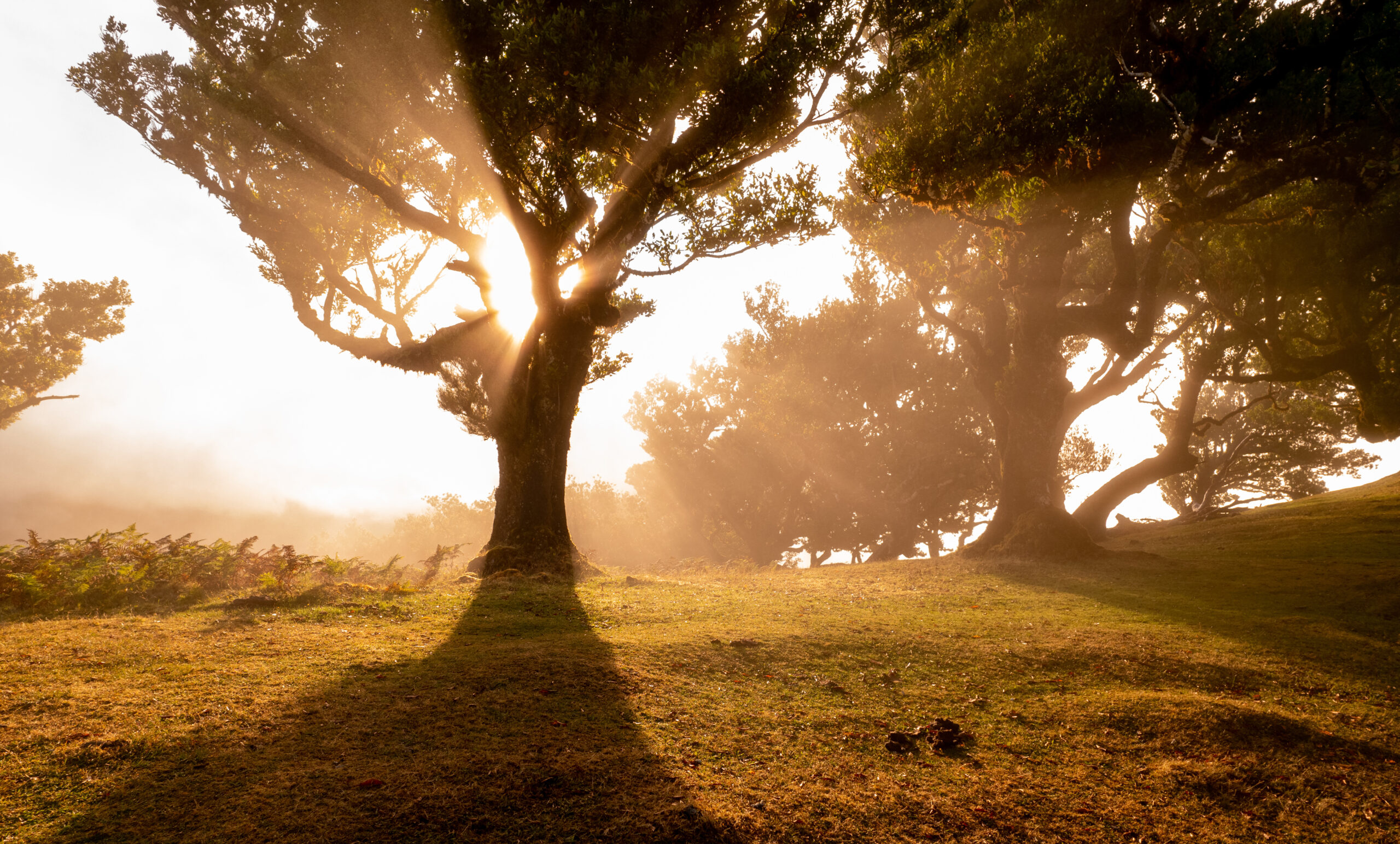 Scenic view of bright sunlight penetrating through branches of tree in green woods in sunset