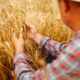 Young agronomist in grain field. Farmer in the straw hat standing in a wheat field. Cereal farming.