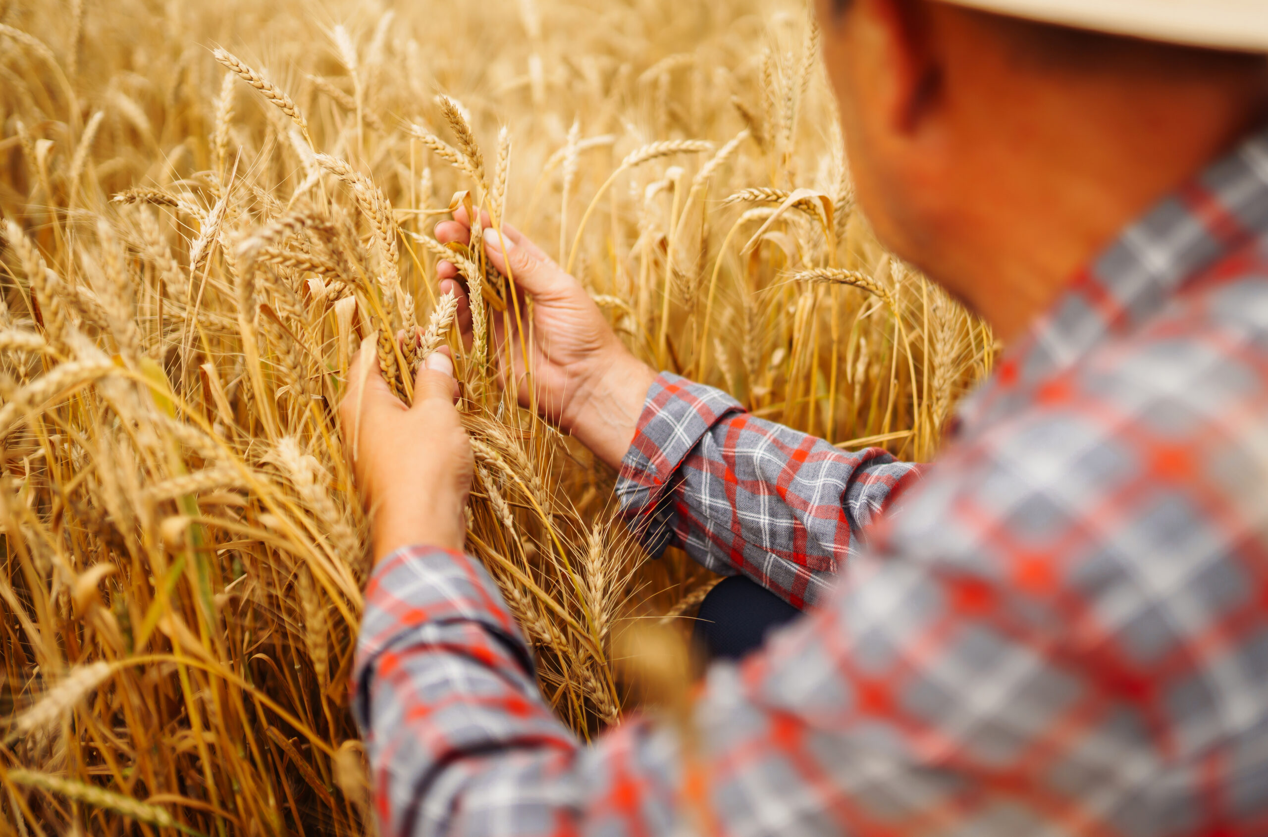 Young agronomist in grain field. Farmer in the straw hat standing in a wheat field. Cereal farming.