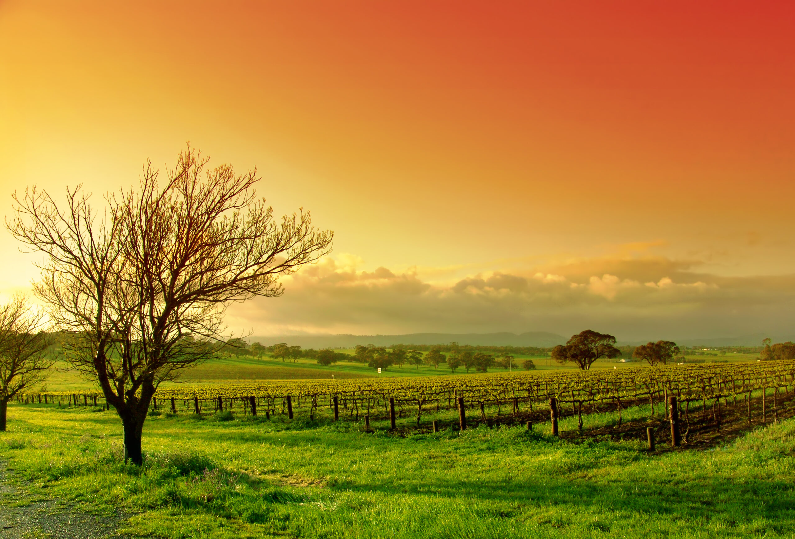 Fresh Vineyard Sunrise