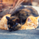 Two cats sleeping outdoors