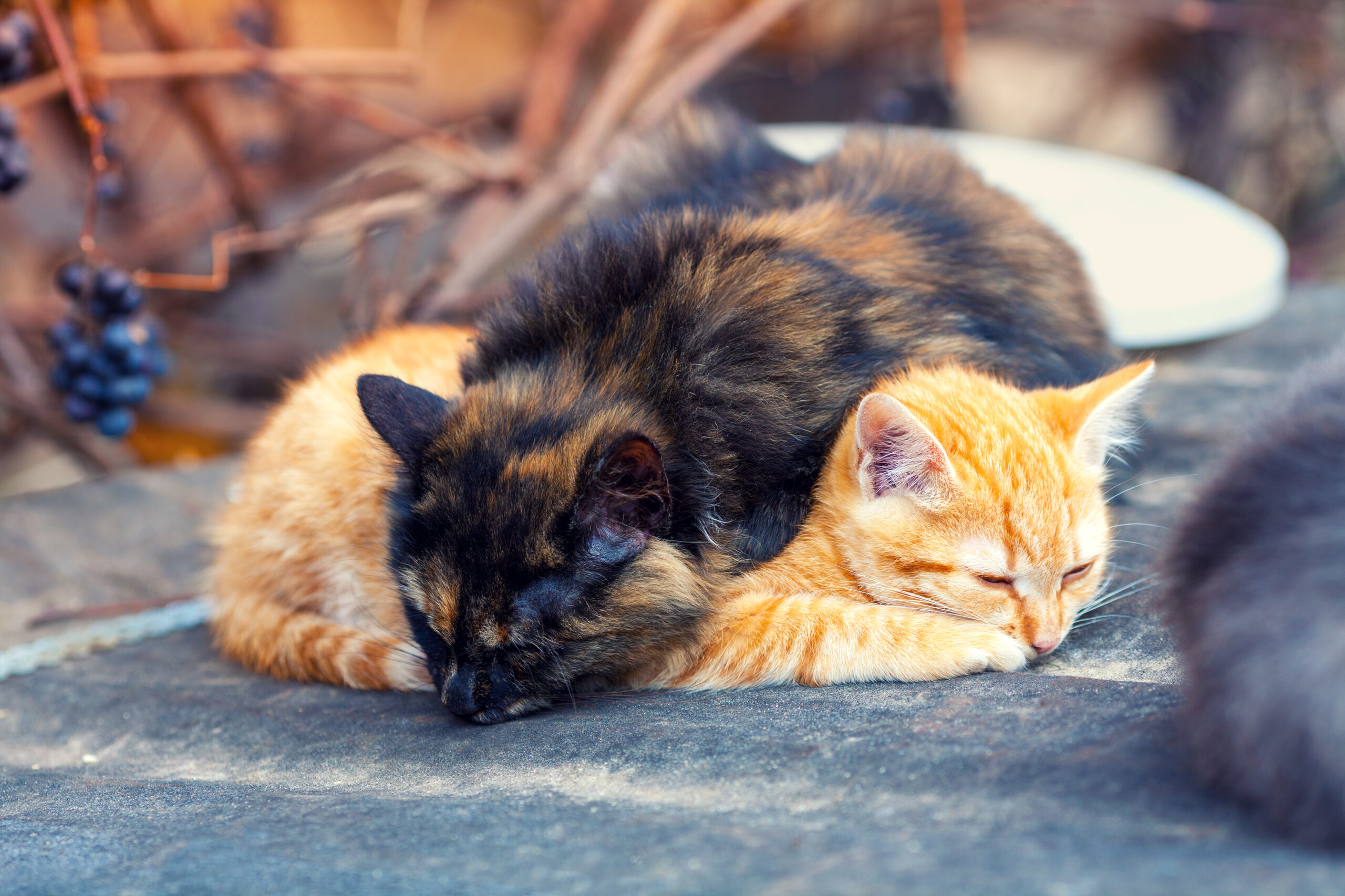 Two cats sleeping outdoors