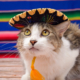 Pet with mexican mariachi hat. Cat celebrating the Day of the Independence of Mexico.