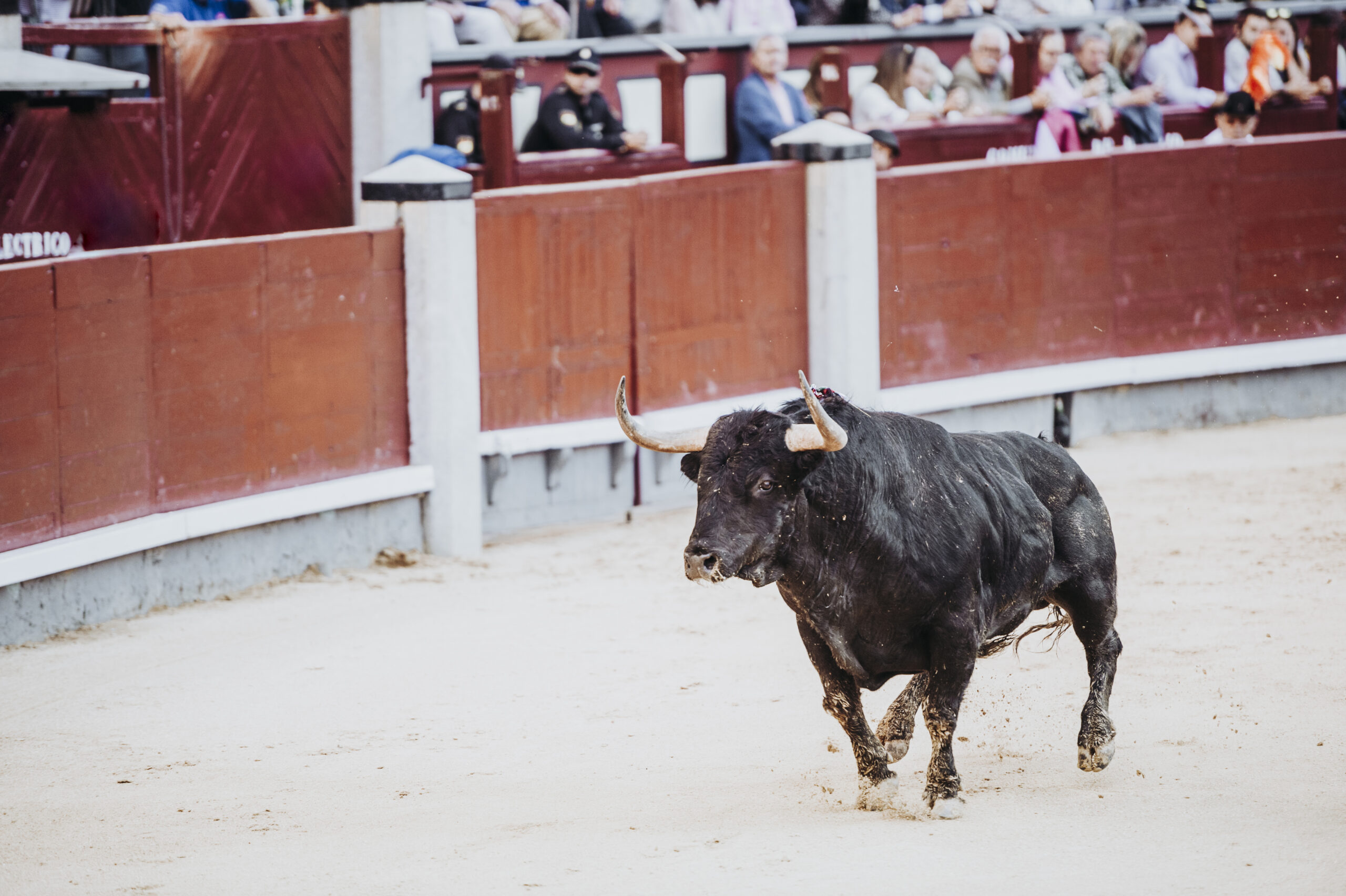 Fighting bull running in the arena. Bullring. Toro bravo